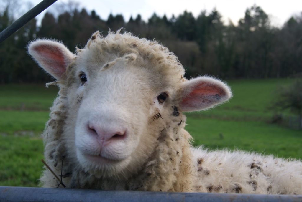 Meet the friendly sheep neighbours next to your shepherd's huts