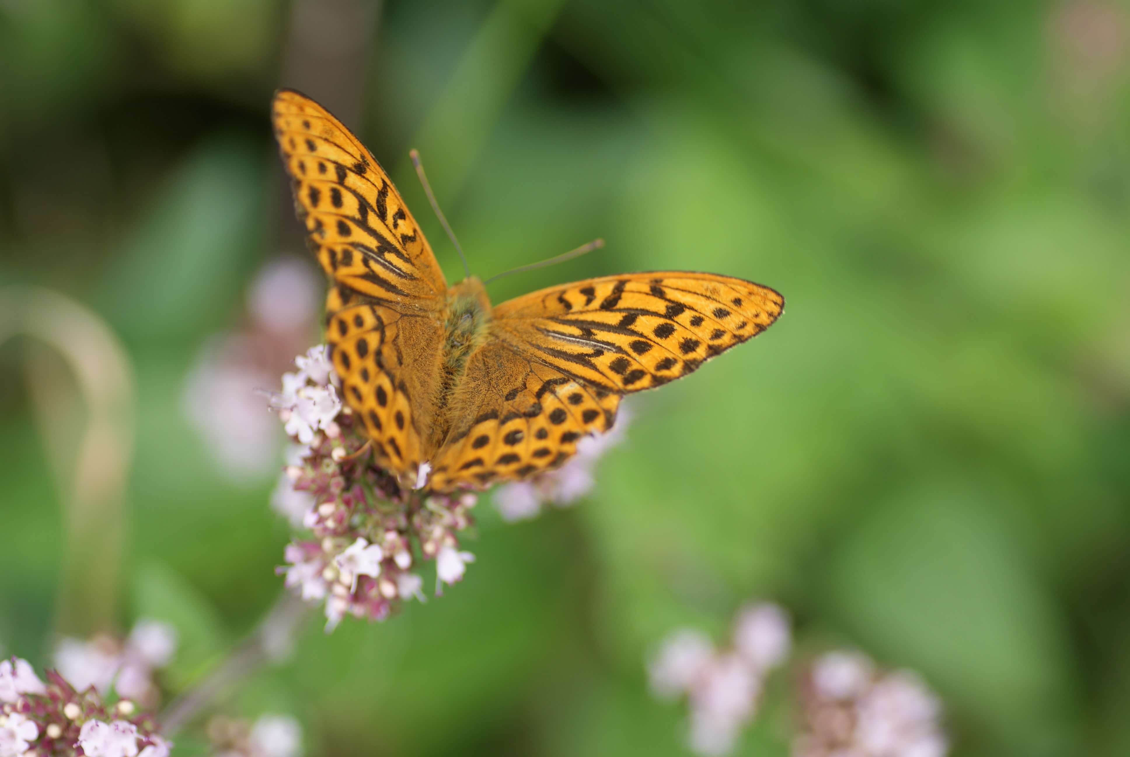 Silver wash fritillary butterfly - dorset wildlife glamping