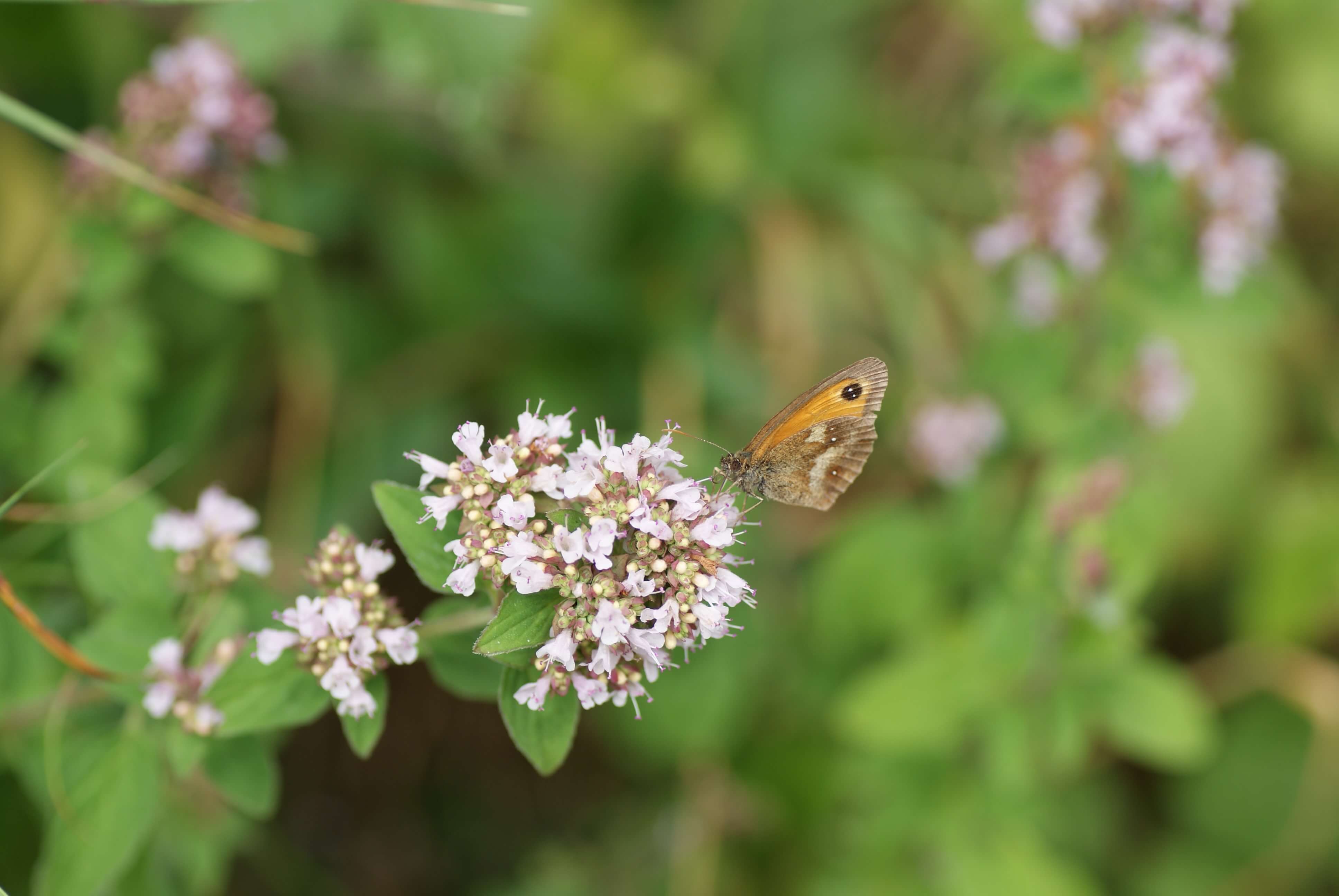 Gatekeeper Butterfly - Dorset glamping in Nature