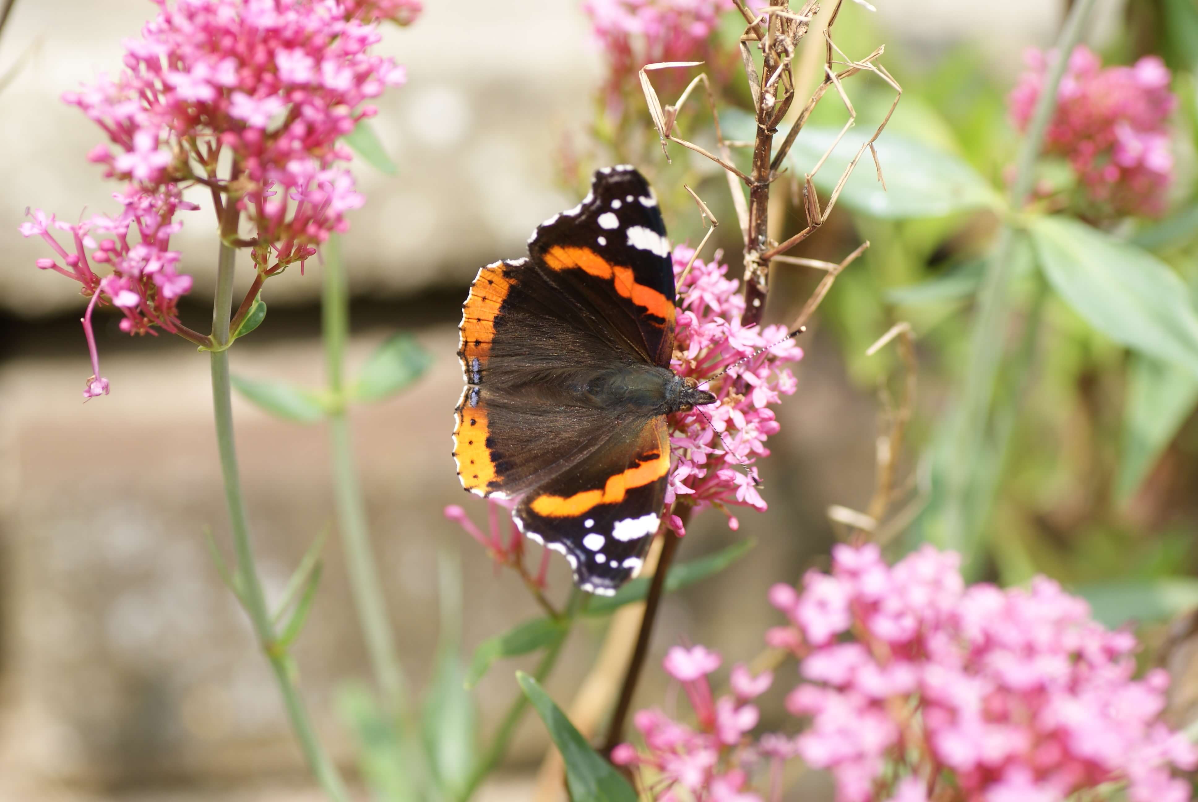 Red Admiral Butterfly - Dorset Nature Holiday