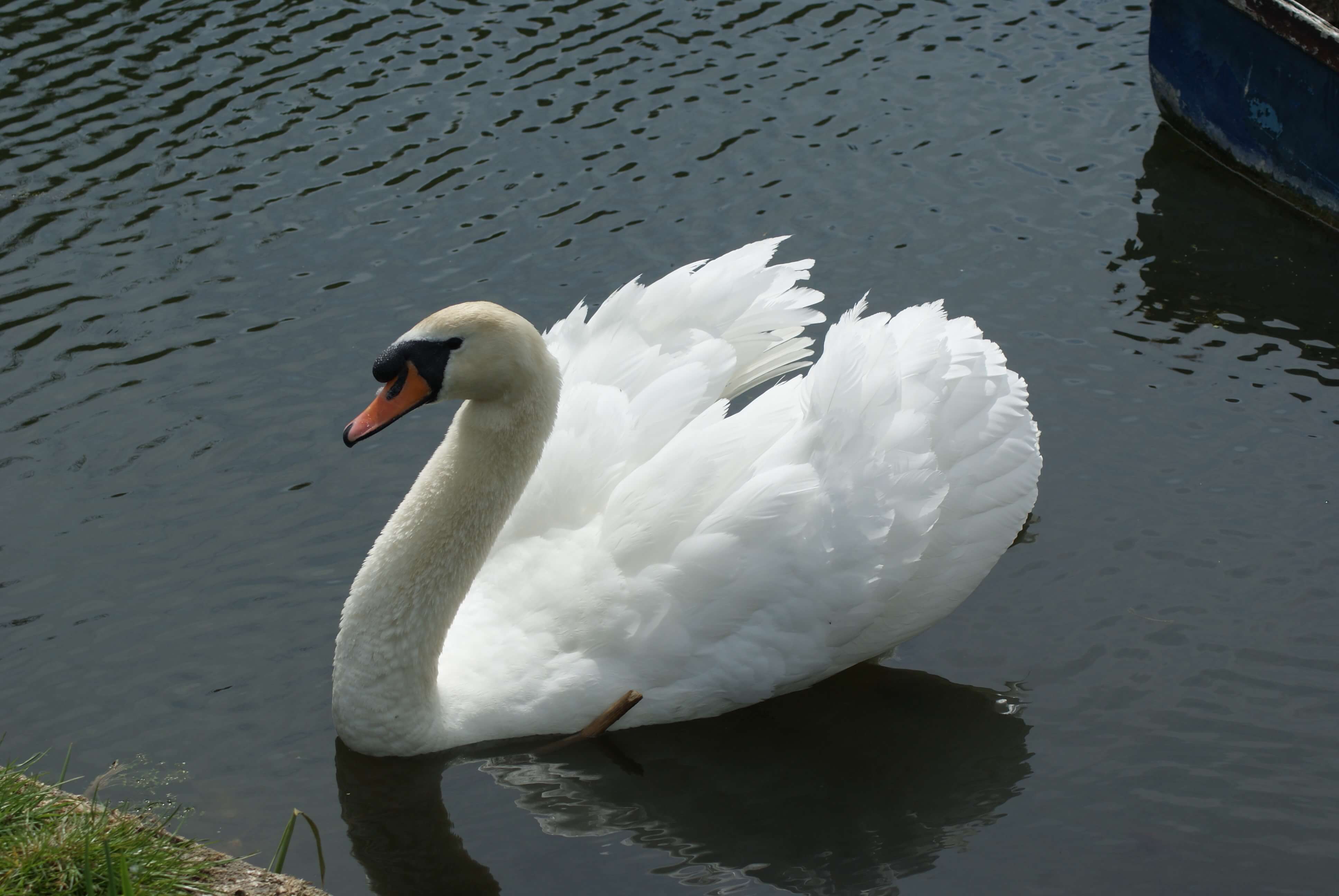 Swan - Lakeside Glamping Dorset